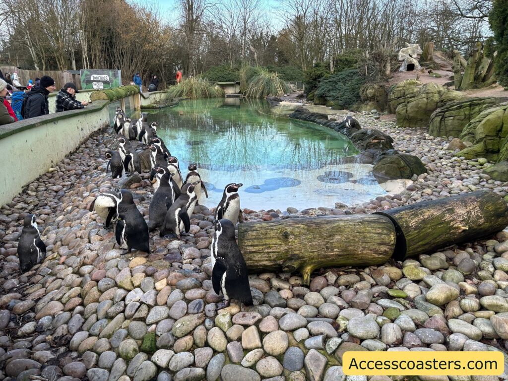 lots of penguins on the stone are hunddled together at the edge of enclosure with pool in the middle. lots of people in the background looking at them. 