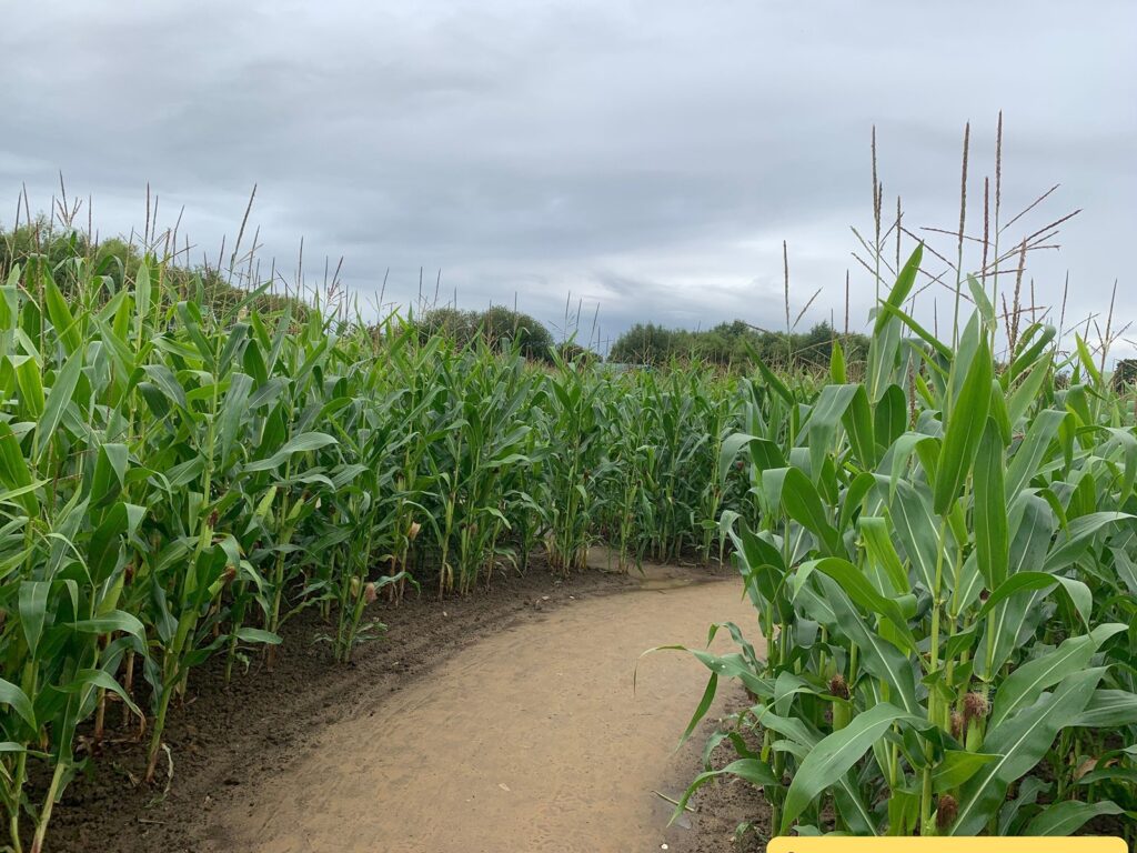 Cornfield maze with a dirt path curving through tall green corn plants. The sky above is overcast with gray clouds, and the corn plants are lush and healthy, with some tassels visible at the top. The path is clear and well-defined,