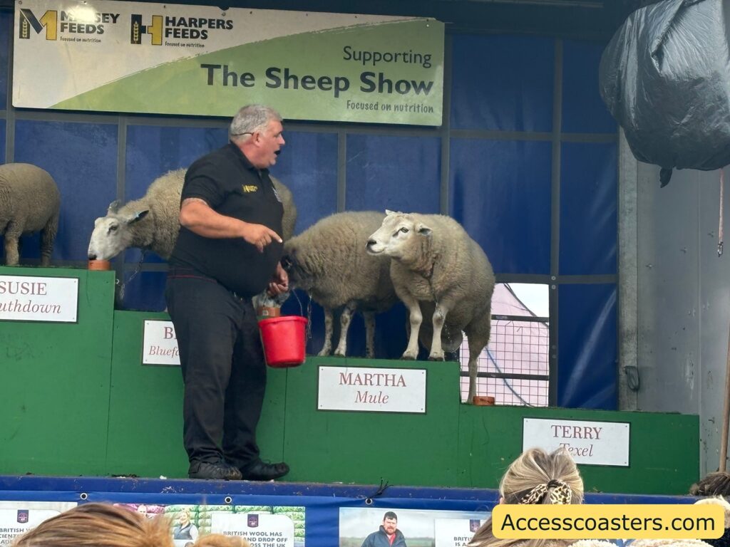 close-up of three sheep standing in individual stalls