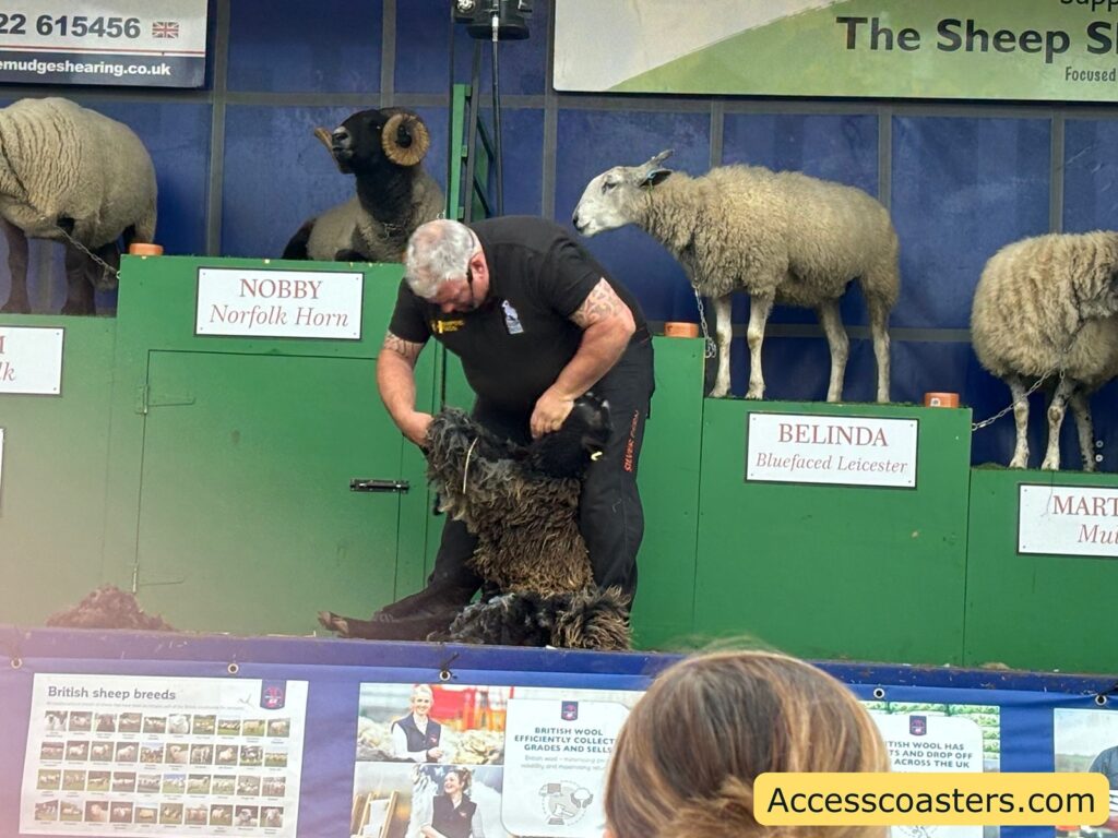 The farmer is shearing a sheep on stage, showing its wool coming off,