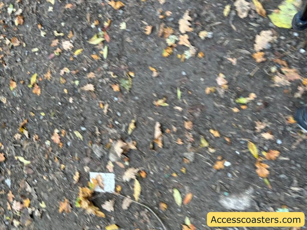 image of woodland dert floor with leaves and small twigs on the ground. 