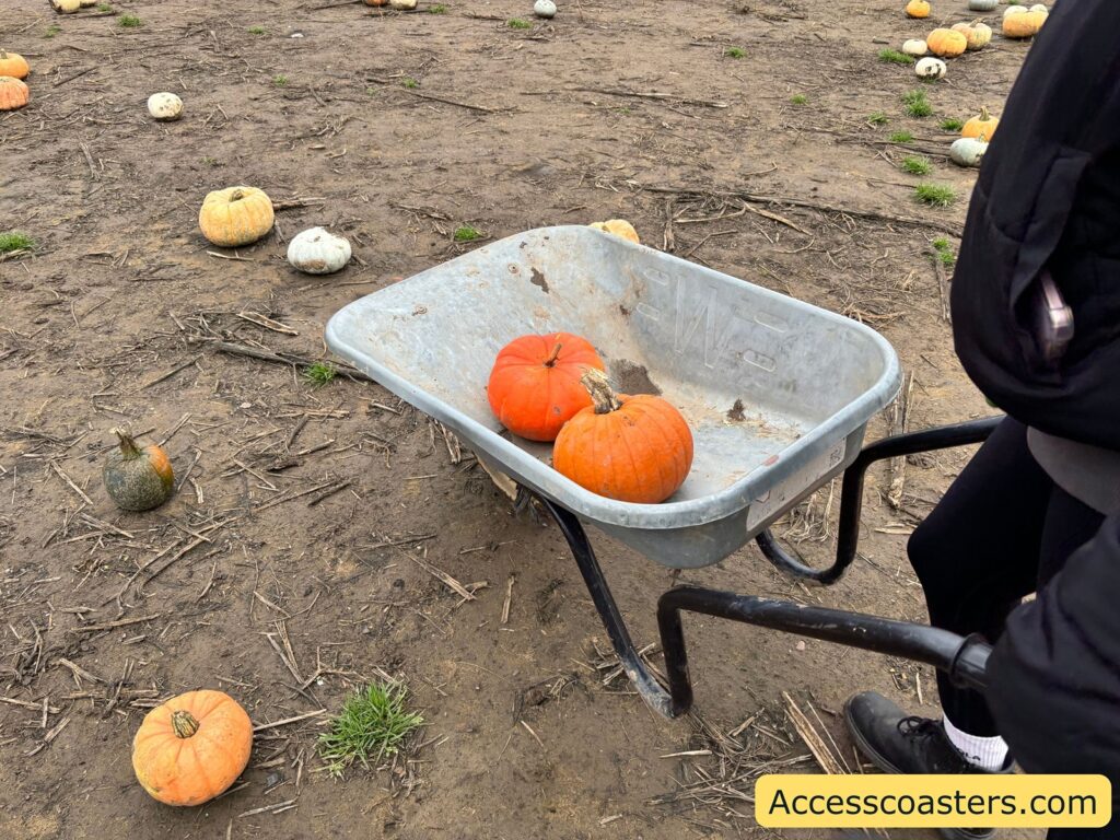 A wheelbarrow with a few orange and white pumpkins inside, next to a person in the pumpkin patch.