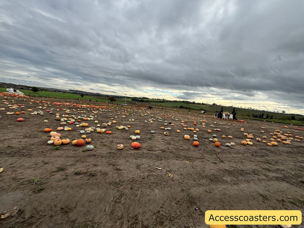 A wide, open pumpkin patch. pumpkins scattered across muddy soil and a few people in the distance