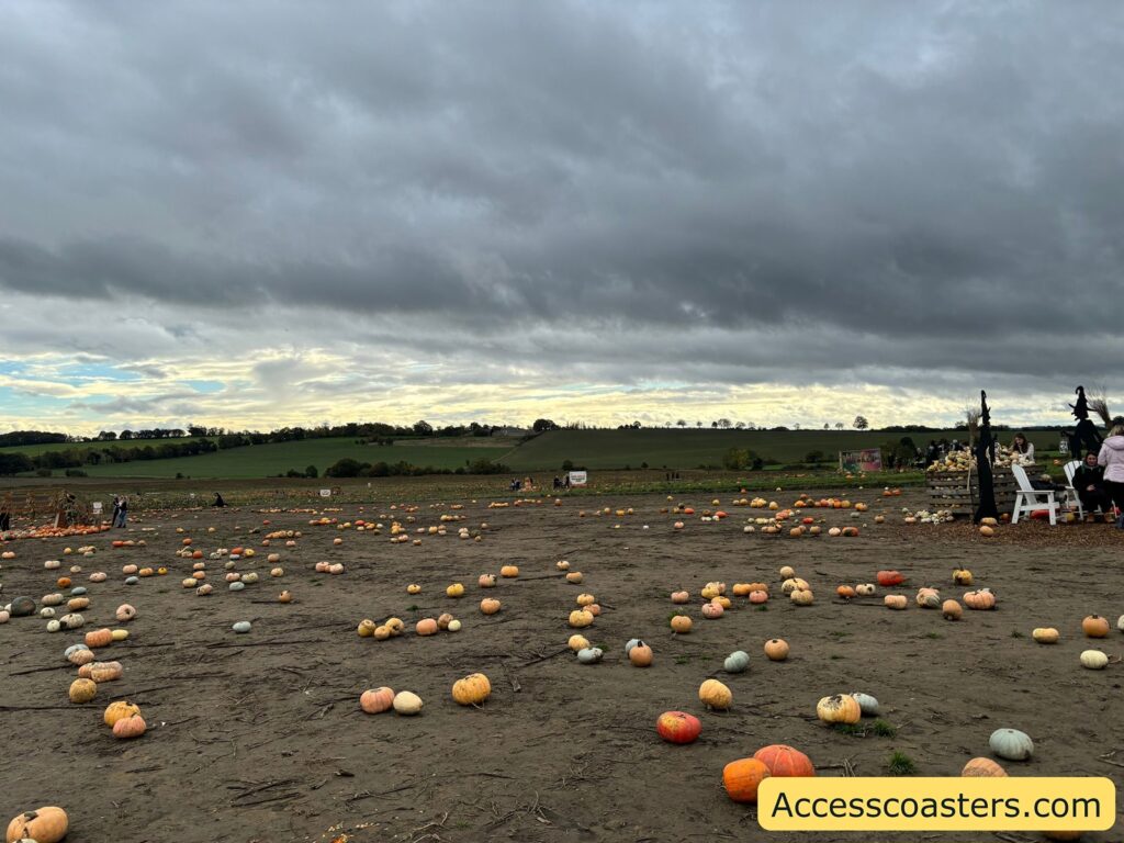 A closer view of the pumpkin patch, showing pumpkins of different sizes and colors widely spaced on bare ground