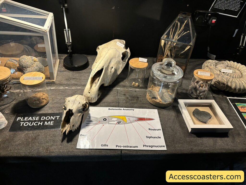 Table display of animal skulls, insect specimens, and educational materials.