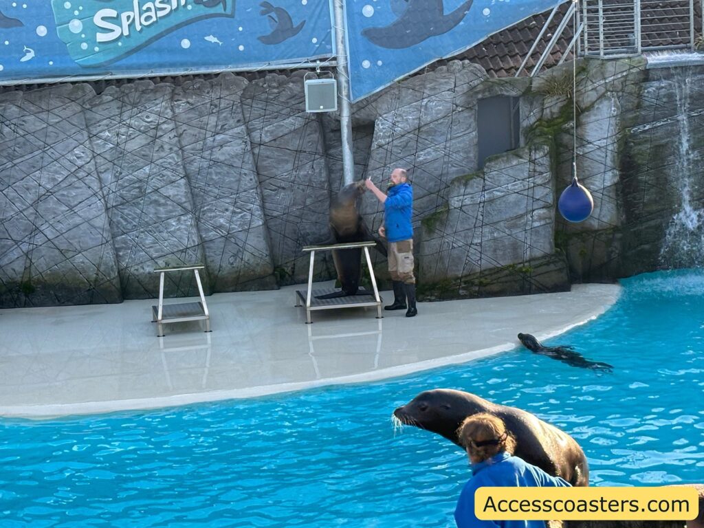 Sealion and trainer by the pool during the Sealion Show, with the trainer preparing for a trick