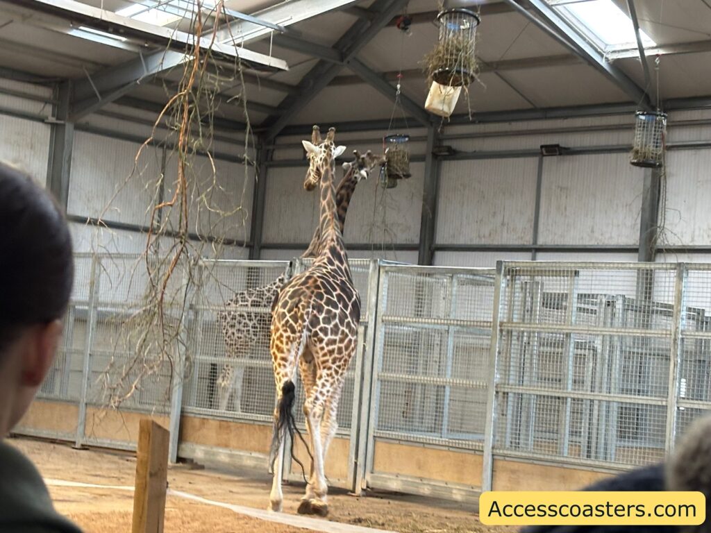 Giraffe standing inside the indoor viewing enclosure, with metal railings and hanging branches overhead.

