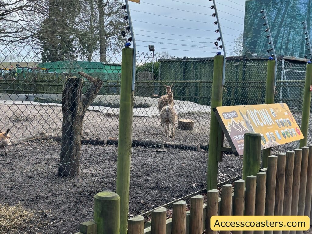 Two vicunas in the outdoor enclosure near a wire fence and wooden posts.
