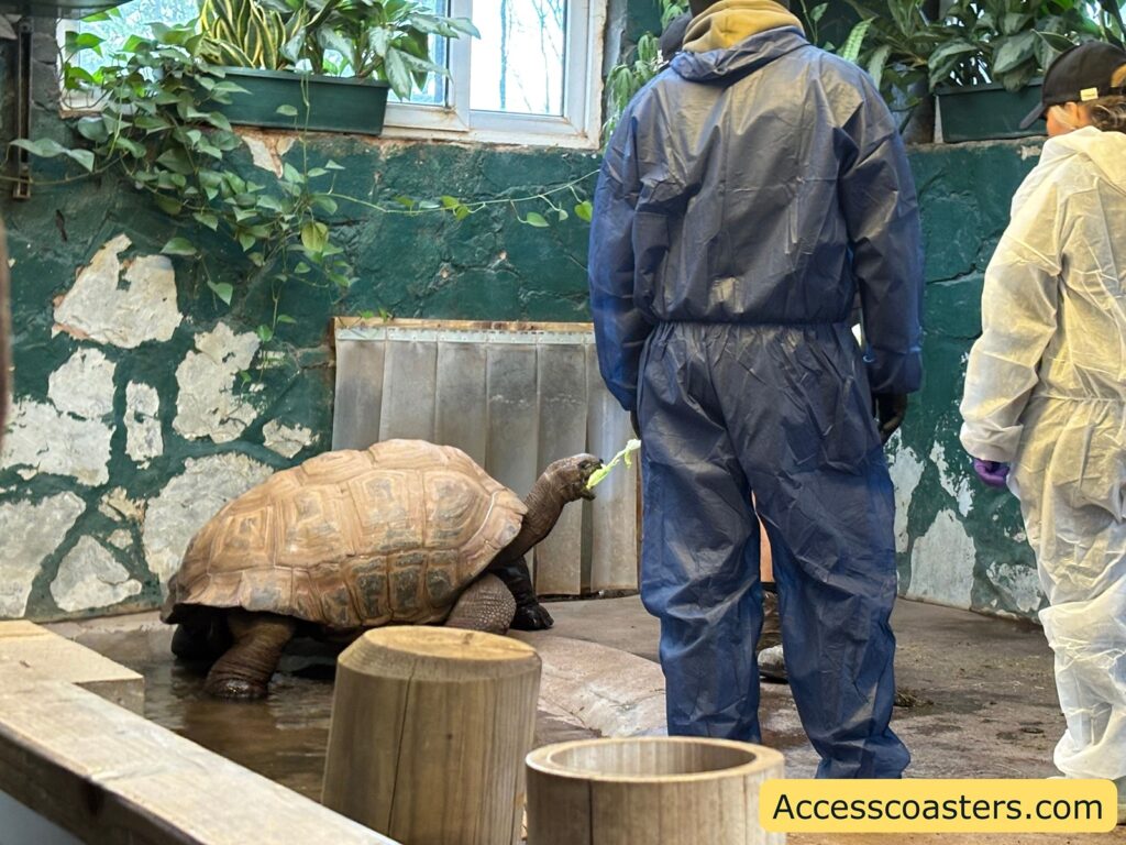 Two zoo staff in protective overalls standing at the edge of the Aldabra tortoise enclosure as the tortoise approaches them.