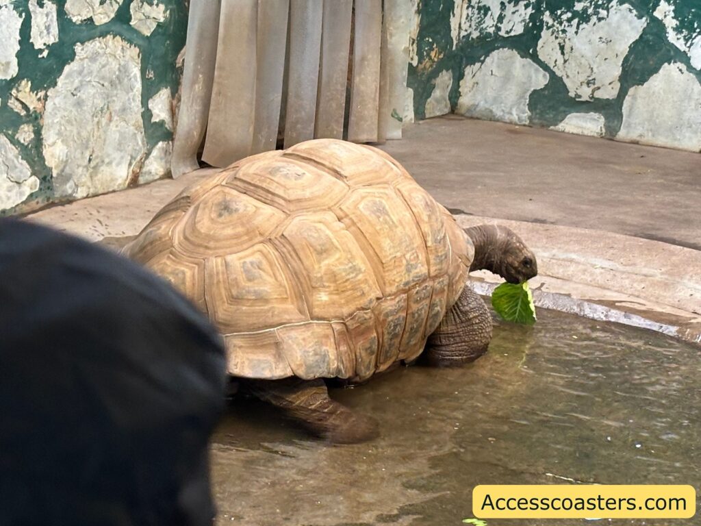 Large Aldabra tortoise standing in a shallow indoor pool, nibbling a leafy green in its enclosure.
