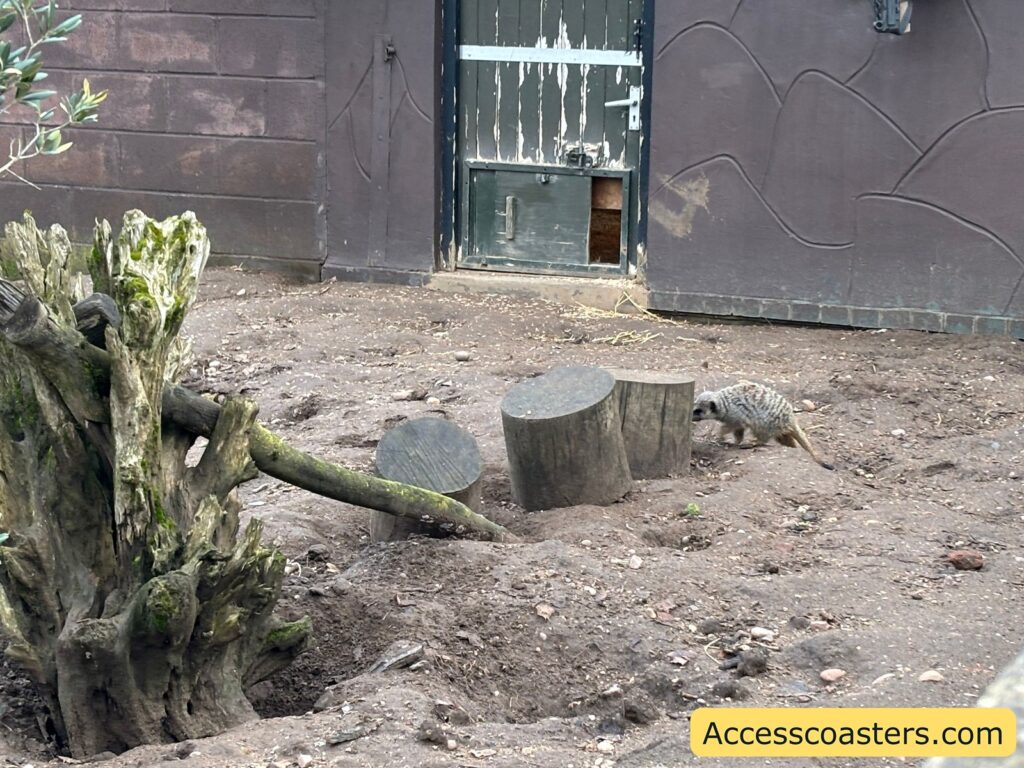 Meerkat in enclosure scene with logs and a cut tree stump.
