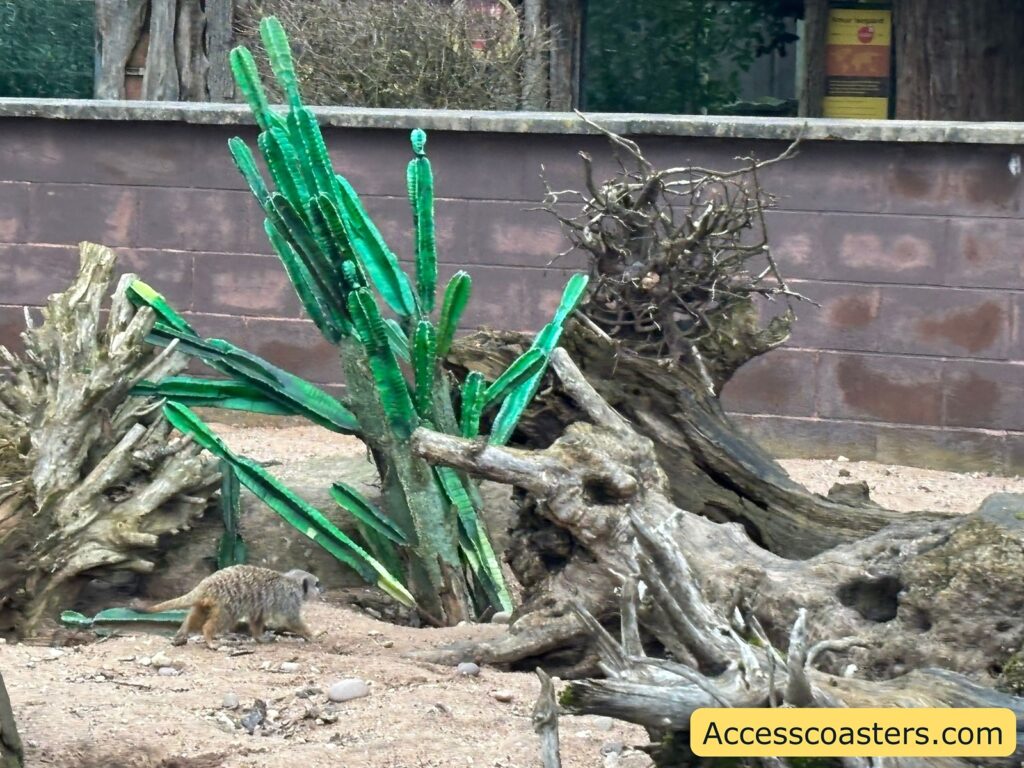 Meerkat enclosure decor made of driftwood with bright green cactus-like features.
