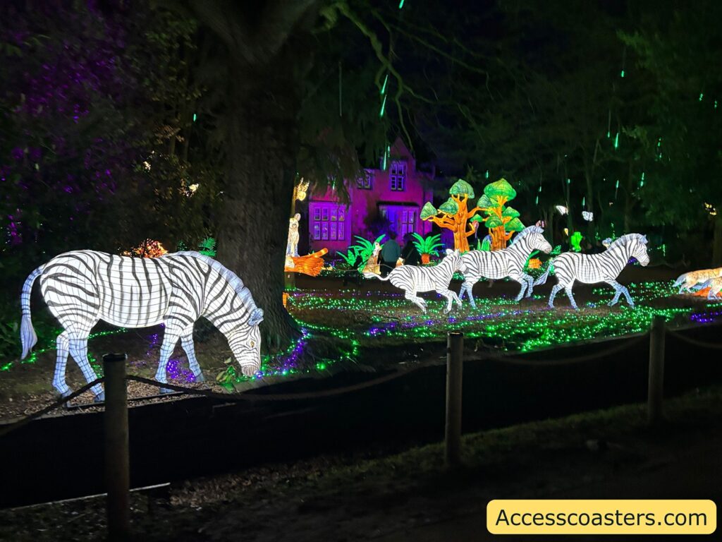 Nighttime photo of illuminated zebra sculptures on an outdoor light trail, with colorful lit displays in the background.