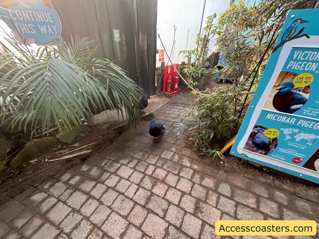Paved walkway with peacock walking beside thick tropical plants, 
