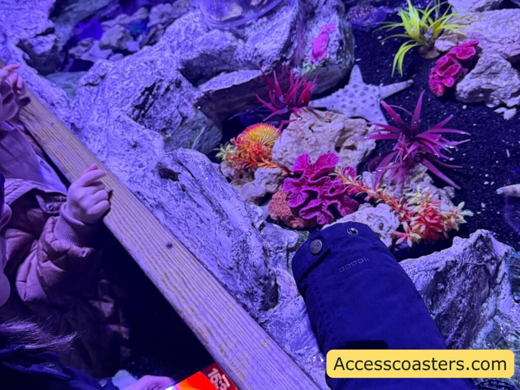 A shallow rocky touch pool lit with purple-blue lighting. Several starfish are on the rocks, along with other small marine life