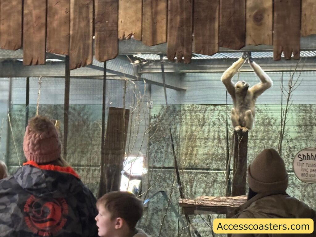 Visitors watching a gibbon hanging from overhead bars inside the indoor enclosure.
