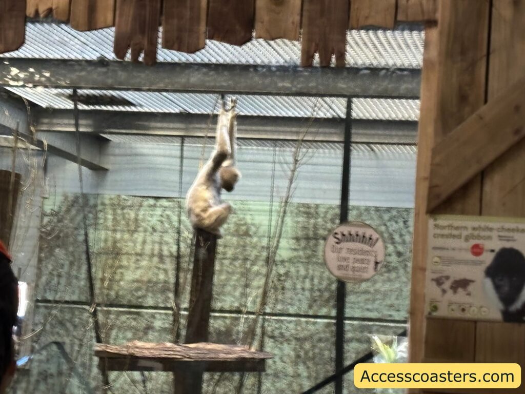 A gibbon swinging and hanging from the overhead bars above a platform inside the indoor enclosure.