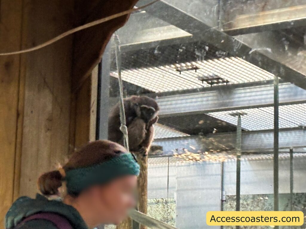 Closer view through the netting into the indoor enclosure, with framework and climbing space visible and a monkey sat in the corner
