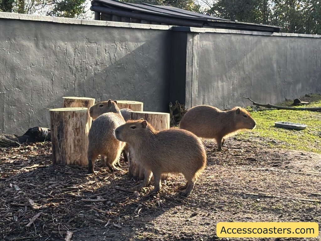Three capybaras stand on a dirt area beside several cut tree stumps, with a tall gray wall behind them in bright sunlight.
