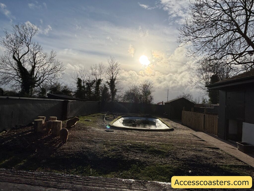 Wide view of the capybara enclosure with several capybaras near the left side and a shallow oval pool in the center, under a low sun and cloudy sky.