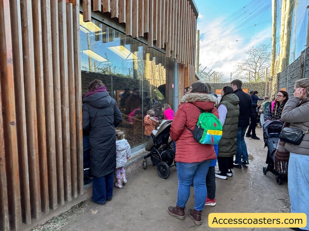 Visitors queue outside the tiger enclosure 