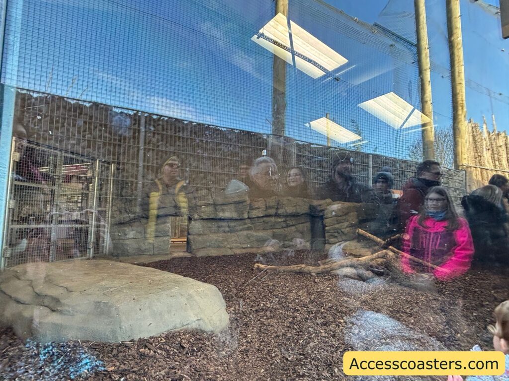 Wall-length viewing window into the tigers’ indoor enclosure, with visitors gathered at the glass