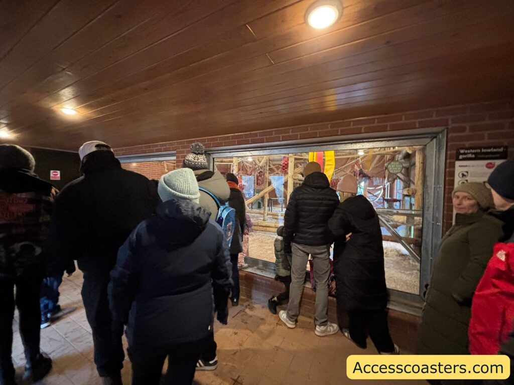 Crowded indoor viewing room with people facing a large glass window into the gorilla enclosure.

