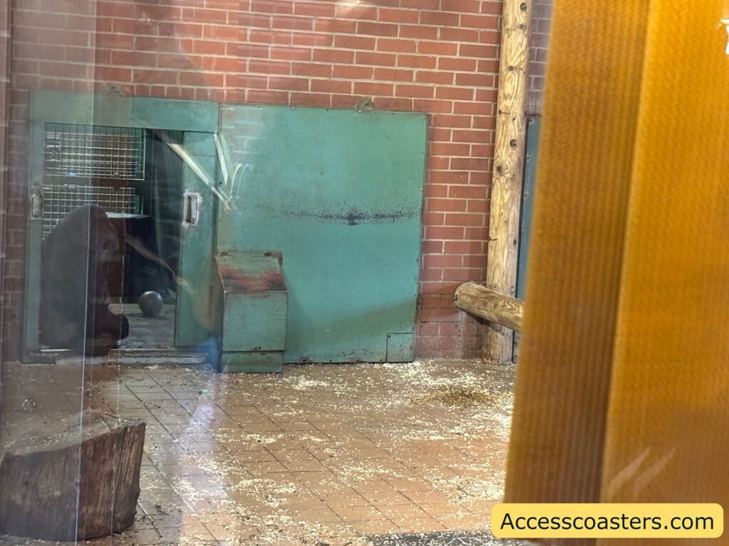 A gorilla sits near a doorway inside the enclosure, seen through the viewing glass against brick walls.