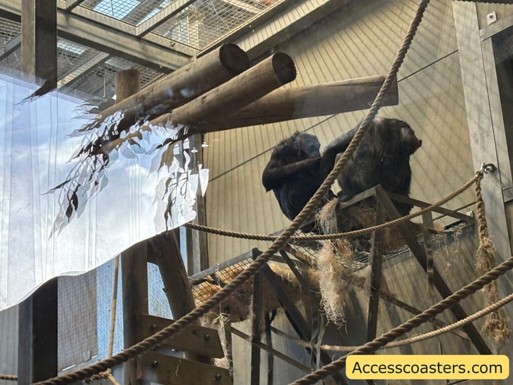 wo chimpanzees perched on indoor climbing structures, viewed through the enclosure barrier with ropes and wooden poles in front.
