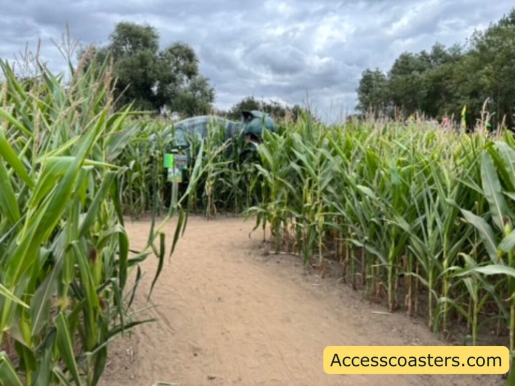 image of dirt maze path leading to a dinosaur that is  part visible through the corn maze. 