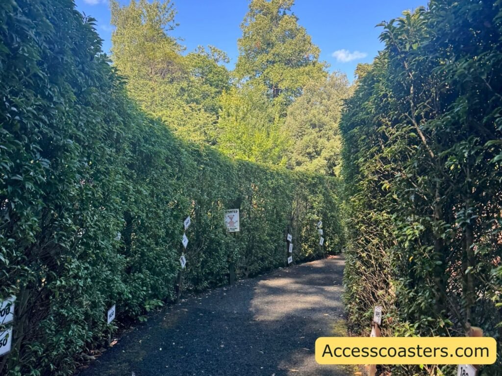  hedge maze path with tall, dense green hedges on both sides and several small signs fixed along